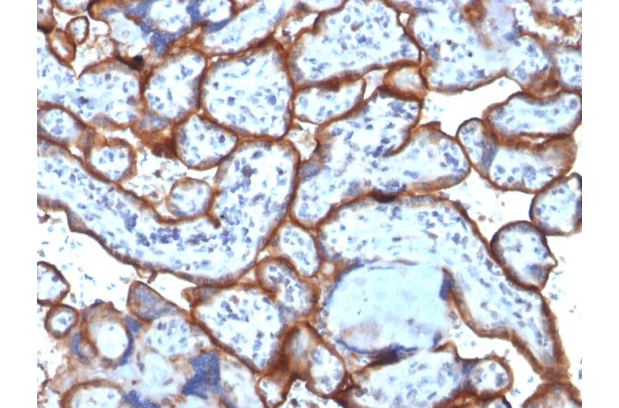 Immunohistochemistry - Anti-Transferrin Receptor Antibody [TFRC/1818] (A250098) - Antibodies.com