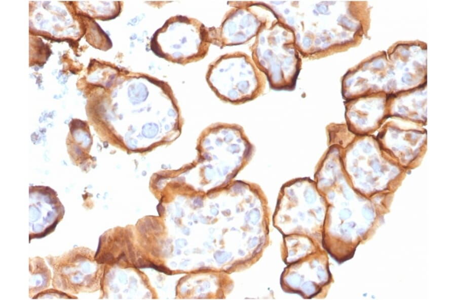 Immunohistochemistry - Anti-Thrombomodulin Antibody [THBD/1591] (A250124) - Antibodies.com