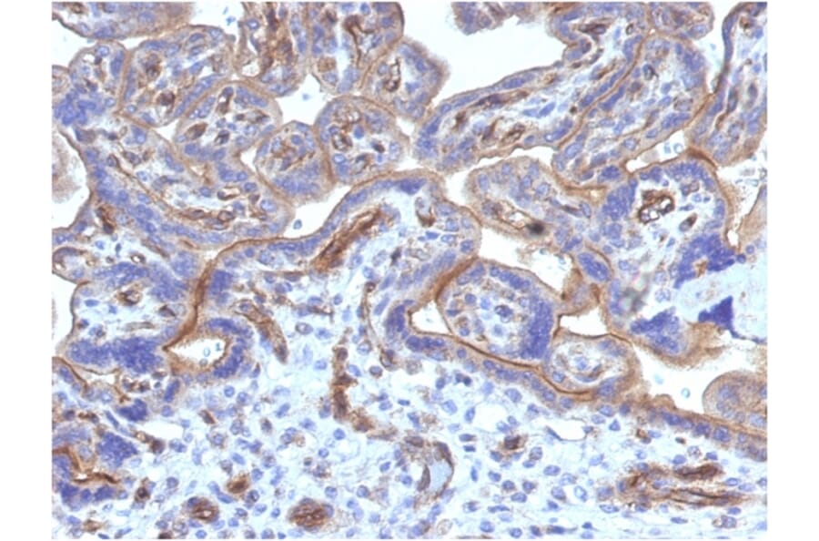 Immunohistochemistry - Anti-Thrombomodulin Antibody [THBD/1782] (A250125) - Antibodies.com