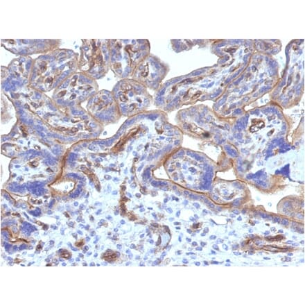 Immunohistochemistry - Anti-Thrombomodulin Antibody [THBD/1782] (A250125) - Antibodies.com
