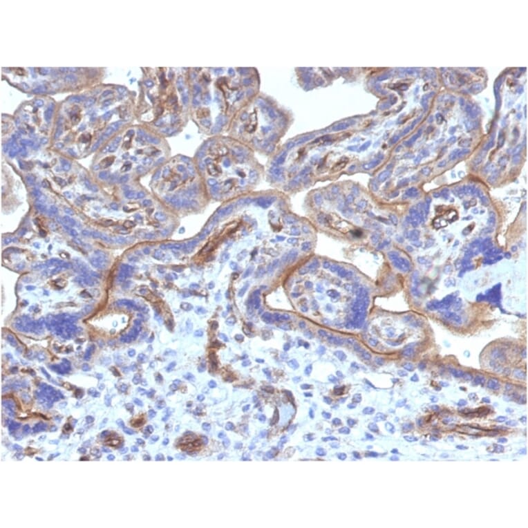 Immunohistochemistry - Anti-Thrombomodulin Antibody [THBD/1782] (A250125) - Antibodies.com