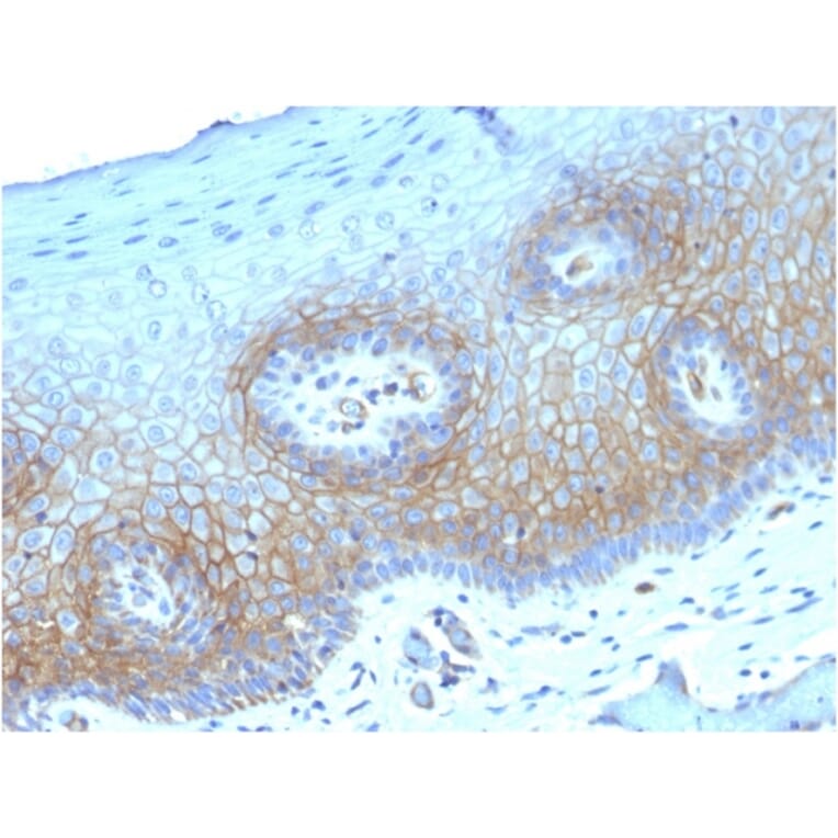 Immunohistochemistry - Anti-Thrombomodulin Antibody [THBD/1782] (A250125) - Antibodies.com