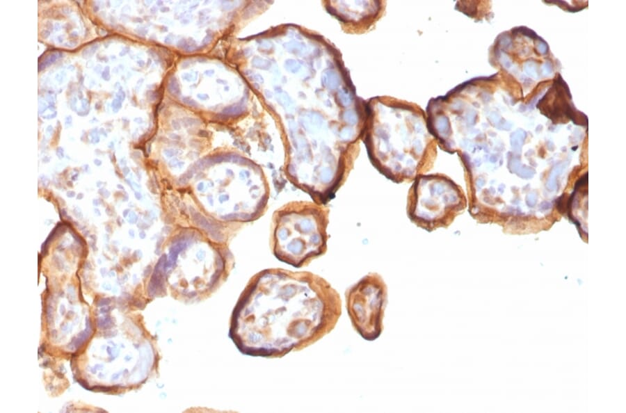 Immunohistochemistry - Anti-Thrombomodulin Antibody [rTHBD/1591] (A250126) - Antibodies.com