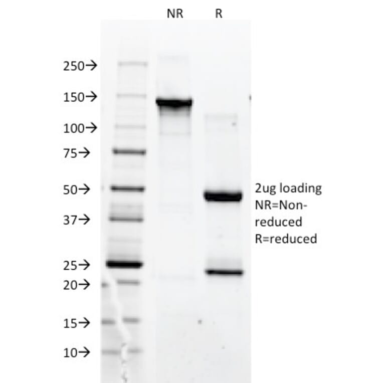 SDS-PAGE - Anti-CD90 Antibody [F15-42-1] (A250126) - Antibodies.com