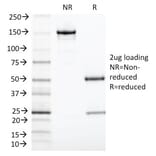 SDS-PAGE - Anti-TIA1 Antibody [TIA1/1313] (A250129) - Antibodies.com