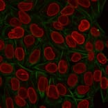 Immunofluorescence - Anti-TIA1 Antibody [TIA1/1313] (A250128) - Antibodies.com