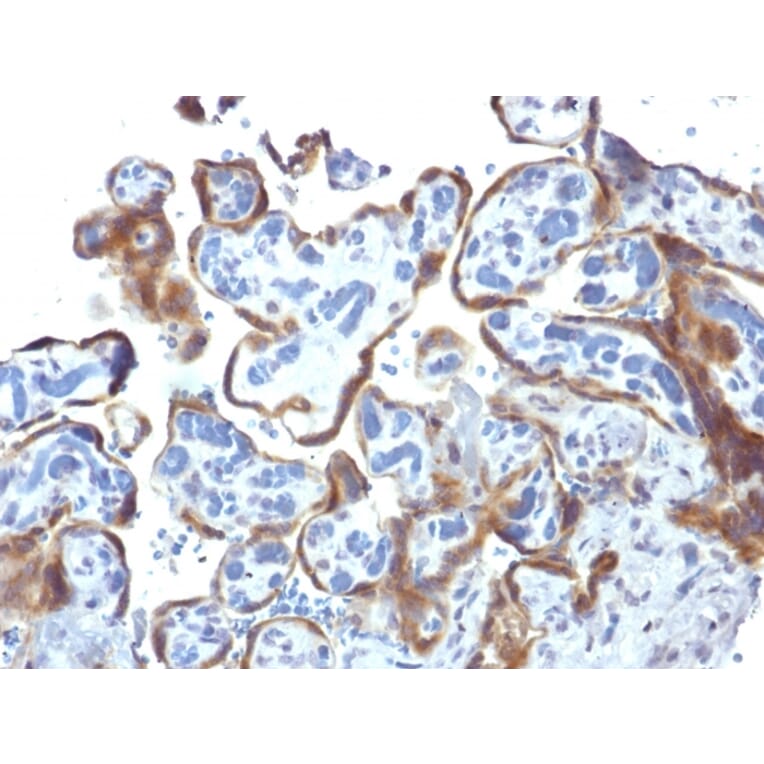 Immunohistochemistry - Anti-TIMP2 Antibody [3A4] (A250132) - Antibodies.com