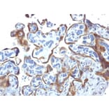 Immunohistochemistry - Anti-TIMP2 Antibody [3A4] (A250132) - Antibodies.com