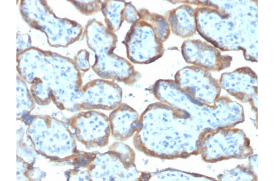 Immunohistochemistry - Anti-TIMP2 Antibody [TIMP2/2044] (A250135) - Antibodies.com