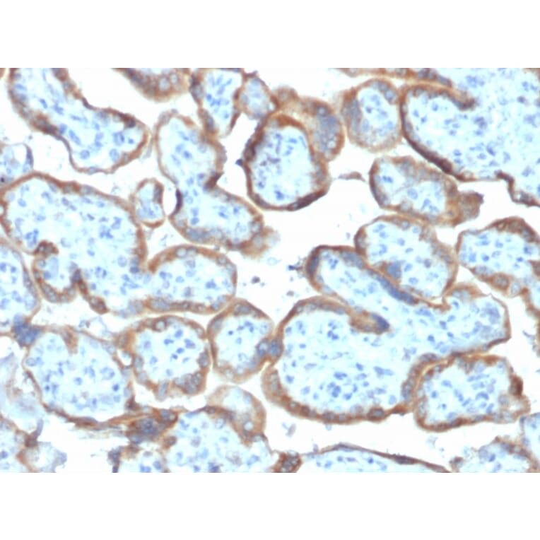 Immunohistochemistry - Anti-TIMP2 Antibody [TIMP2/2044] (A250135) - Antibodies.com