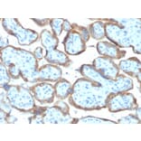Immunohistochemistry - Anti-TIMP2 Antibody [TIMP2/2044] (A250135) - Antibodies.com