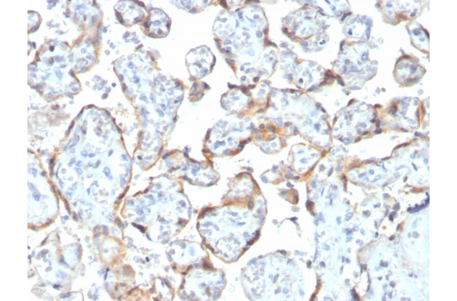 Immunohistochemistry - Anti-TIMP2 Antibody [rTIMP2/2335] (A250135) - Antibodies.com