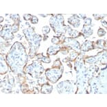 Immunohistochemistry - Anti-TIMP2 Antibody [rTIMP2/2335] (A250135) - Antibodies.com