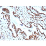 Immunohistochemistry - Anti-TLE1 Antibody [TLE1/2051] (A250145) - Antibodies.com