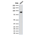 Western Blot - Anti-TLE1 Antibody [TLE1/2051] (A250145) - Antibodies.com