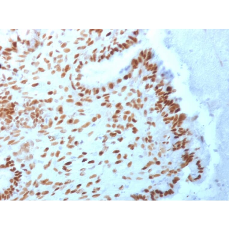 Immunohistochemistry - Anti-TLE1 Antibody [TLE1/2062] (A250146) - Antibodies.com