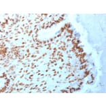Immunohistochemistry - Anti-TLE1 Antibody [TLE1/2062] (A250146) - Antibodies.com