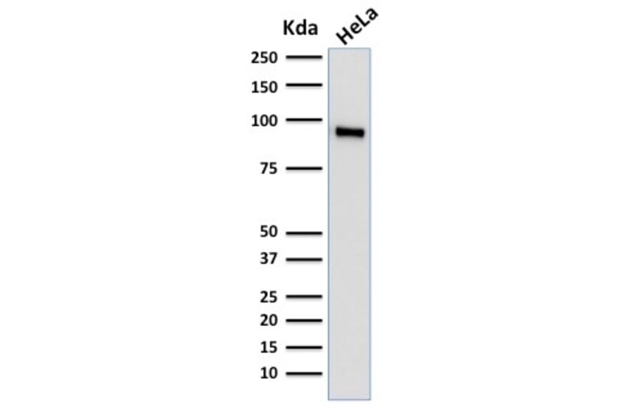 Western Blot - Anti-TLE1 Antibody [TLE1/2062] (A250146) - Antibodies.com