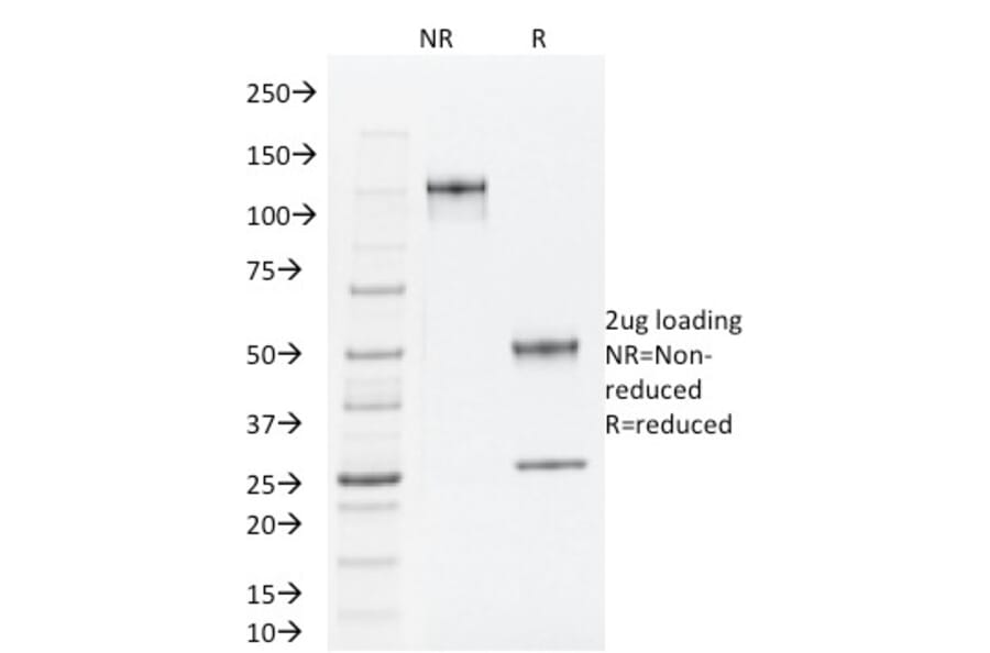 SDS-PAGE - Anti-TLE1 Antibody [TLE1/2062] (A250146) - Antibodies.com