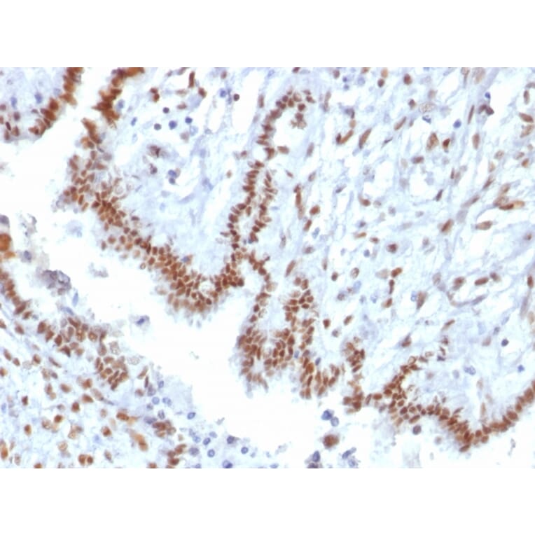 Immunohistochemistry - Anti-TLE1 Antibody [TLE1/2085] (A250147) - Antibodies.com