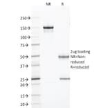 SDS-PAGE - Anti-TLE1 Antibody [TLE1/2085] (A250147) - Antibodies.com