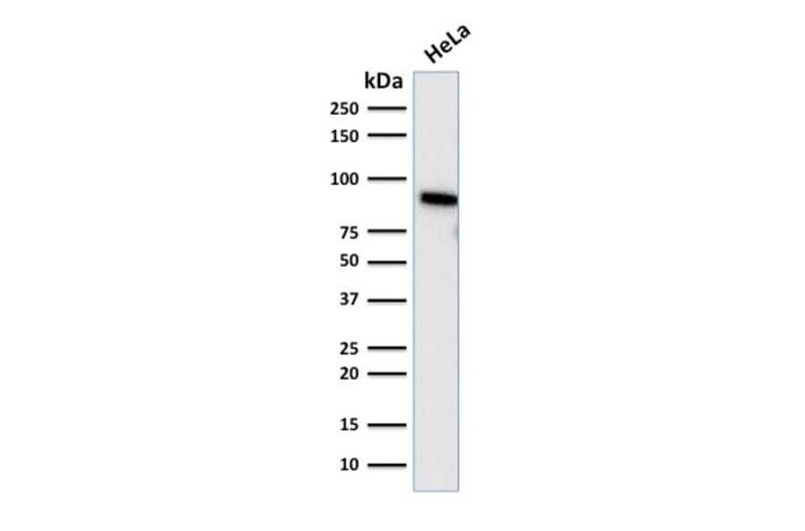 Western Blot - Anti-TLE1 Antibody [TLE1/2085] (A250147) - Antibodies.com