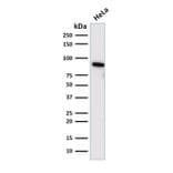 Western Blot - Anti-TLE1 Antibody [TLE1/2085] (A250147) - Antibodies.com