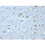 Immunohistochemistry - Anti-C1QA Antibody [C1QA/2953] (A250161) - Antibodies.com