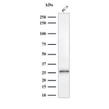 Western Blot - Anti-C1QA Antibody [C1QA/2953] (A250161) - Antibodies.com