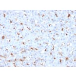 Immunohistochemistry - Anti-C1QB Antibody [C1QB/2961] (A250165) - Antibodies.com