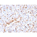 Immunohistochemistry - Anti-C1QB Antibody [C1QB/2966] (A250167) - Antibodies.com