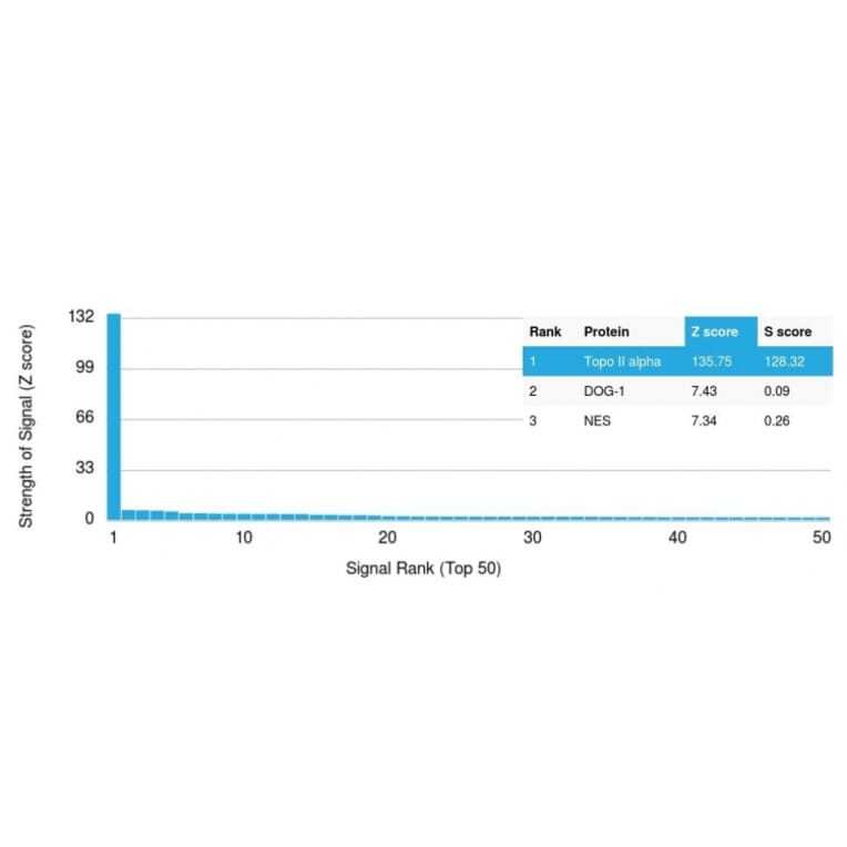 Protein Array - Anti-Topoisomerase II alpha Antibody [TOP2A/1361] (A250167) - Antibodies.com