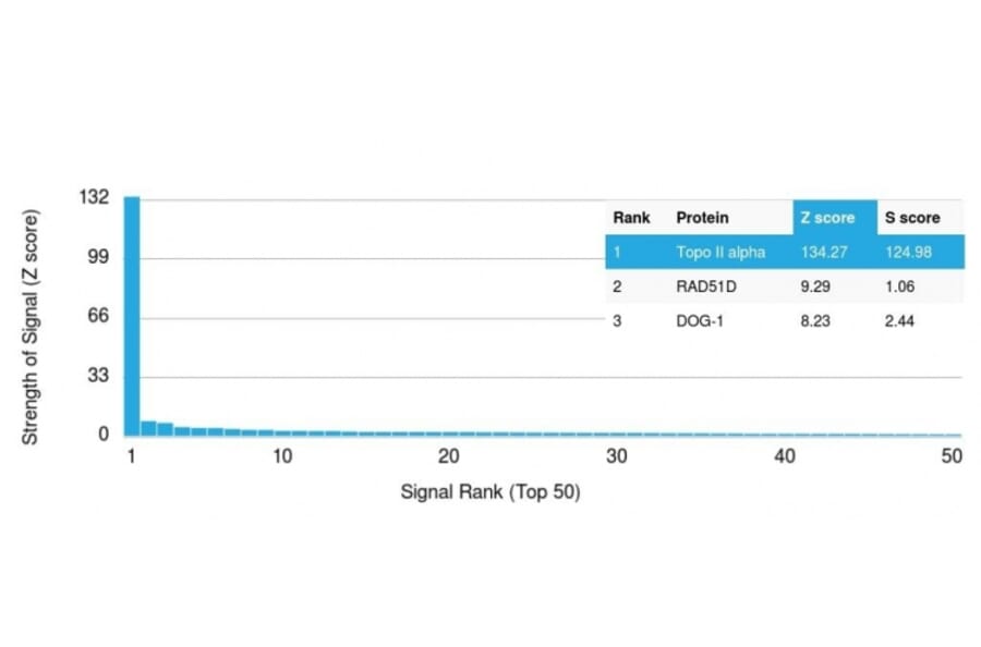 Protein Array - Anti-Topoisomerase II alpha Antibody [TOP2A/1362] (A250168) - Antibodies.com