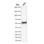 Western Blot - Anti-p53 Antibody [rTP53/1739] (A250175) - Antibodies.com