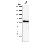 Western Blot - Anti-p53 Antibody [rBP53-12] (A250176) - Antibodies.com