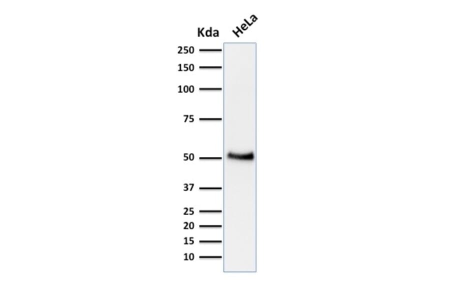 Western Blot - Anti-p53 Antibody [BP53-12] (A250178) - Antibodies.com