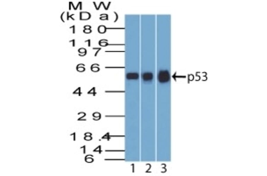 Western Blot - Anti-p53 Antibody [BP53-12] (A250178) - Antibodies.com