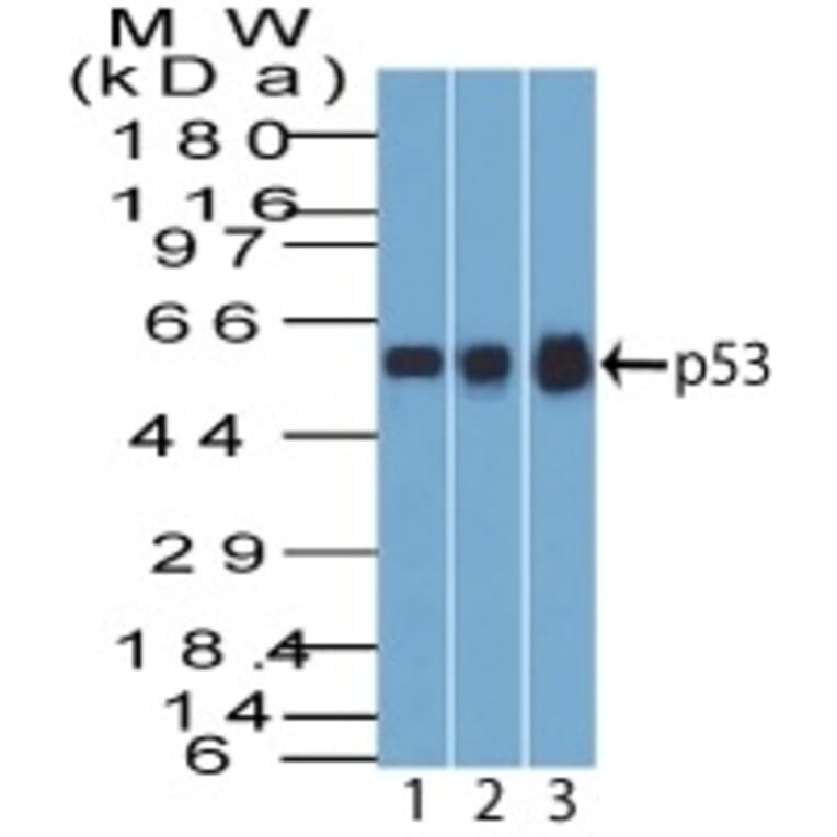 Western Blot - Anti-p53 Antibody [BP53-12] (A250178) - Antibodies.com