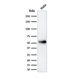 Western Blot - Anti-p53 Antibody [SPM589] (A250179) - Antibodies.com