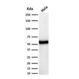 Western Blot - Anti-p53 Antibody [DO-7] (A250180) - Antibodies.com