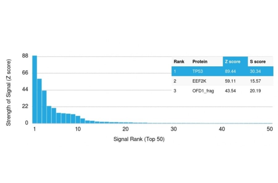 Protein Array - Anti-p53 Antibody [TRP/816] (A250183) - Antibodies.com