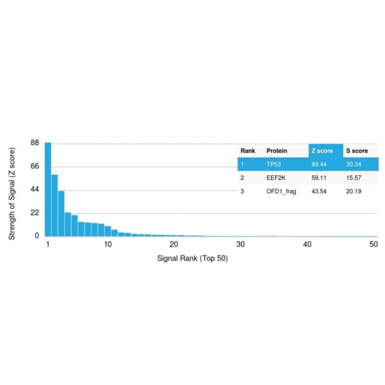 Protein Array - Anti-p53 Antibody [TRP/816] (A250183) - Antibodies.com