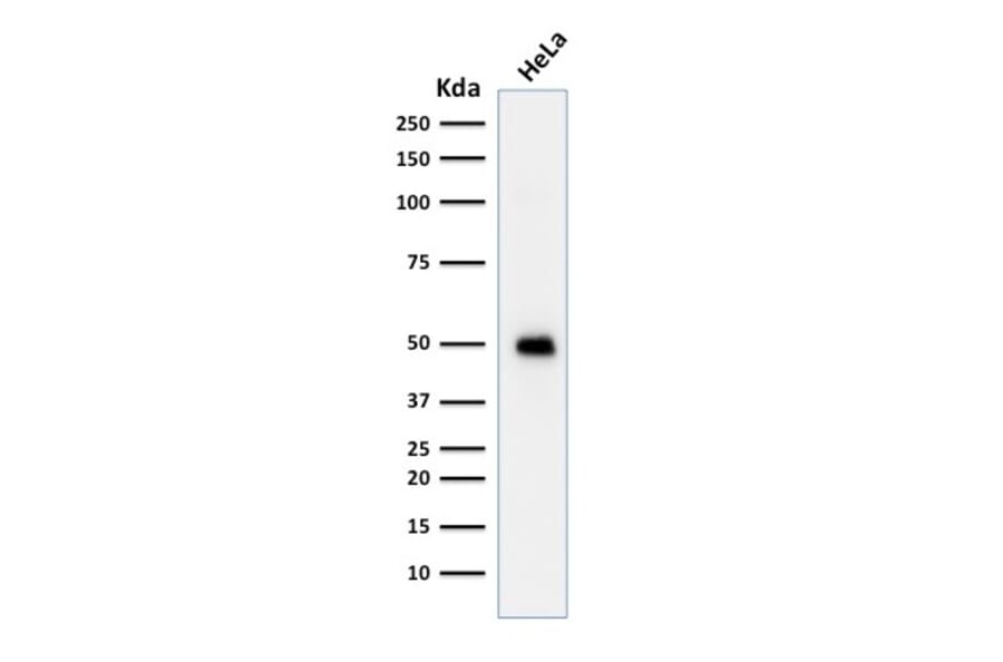 Western Blot - Anti-p53 Antibody [TRP/817] (A250185) - Antibodies.com