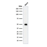 Western Blot - Anti-p53 Antibody [TRP/817] (A250185) - Antibodies.com