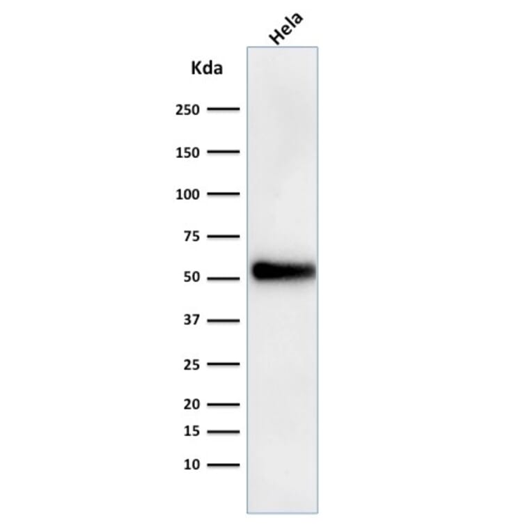 Western Blot - Anti-p53 Antibody [DO-1] (A250188) - Antibodies.com