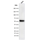 Western Blot - Anti-p53 Antibody [DO-1] (A250188) - Antibodies.com