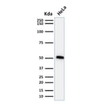 Western Blot - Anti-p53 Antibody [TP53/1739] (A250189) - Antibodies.com