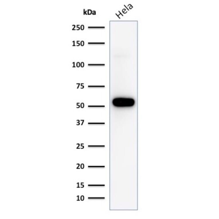 Western Blot - Anti-p53 Antibody [TP53/1799R] (A250191) - Antibodies.com