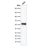 Western Blot - Anti-p53 Antibody [TP53/2092R] (A250192) - Antibodies.com