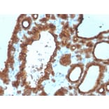 Immunohistochemistry - Anti-Thyroid Peroxidase Antibody [TPO/3700] (A250196) - Antibodies.com